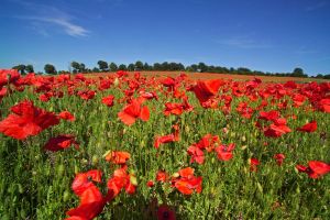 Как выбирать браузер при каждом нажатии на ссылку в macOS