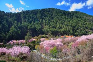 Полезные расширения для Chrome и Firefox за апрель 2019