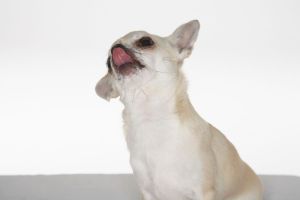 [18+] То самое приложение, которое раздевает девушек на фотографии