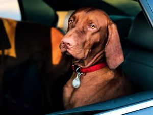 Поиск пропавших животных от Яндекс