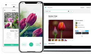Как распознать растение с помощью смартфона