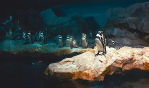 Лучшие Linux-дистрибутивы для начинающих и продвинутых пользователей