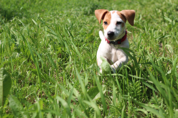 Воспитание собаки с Evernote