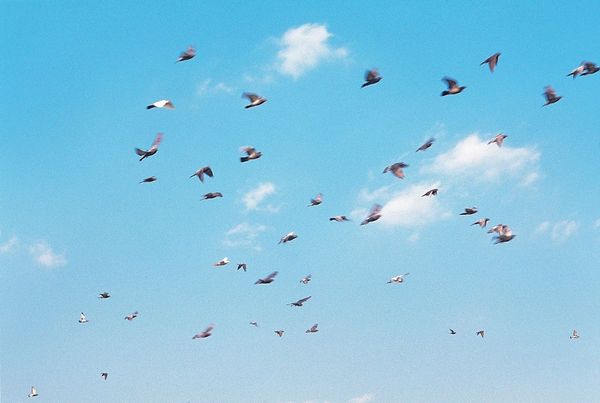 Обзор Channely. Сервис для автопостинга в Telegram