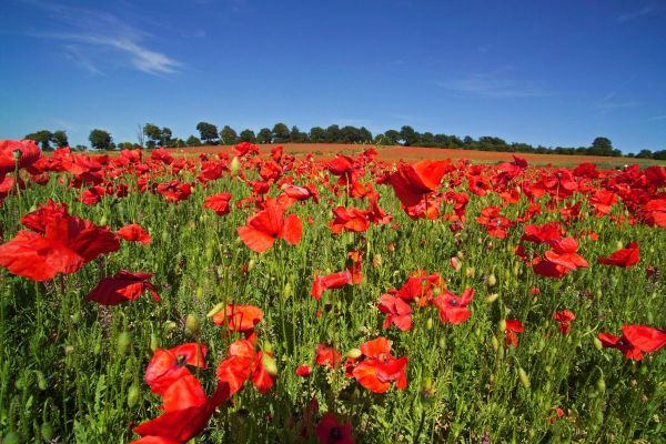 Как выбирать браузер при каждом нажатии на ссылку в macOS