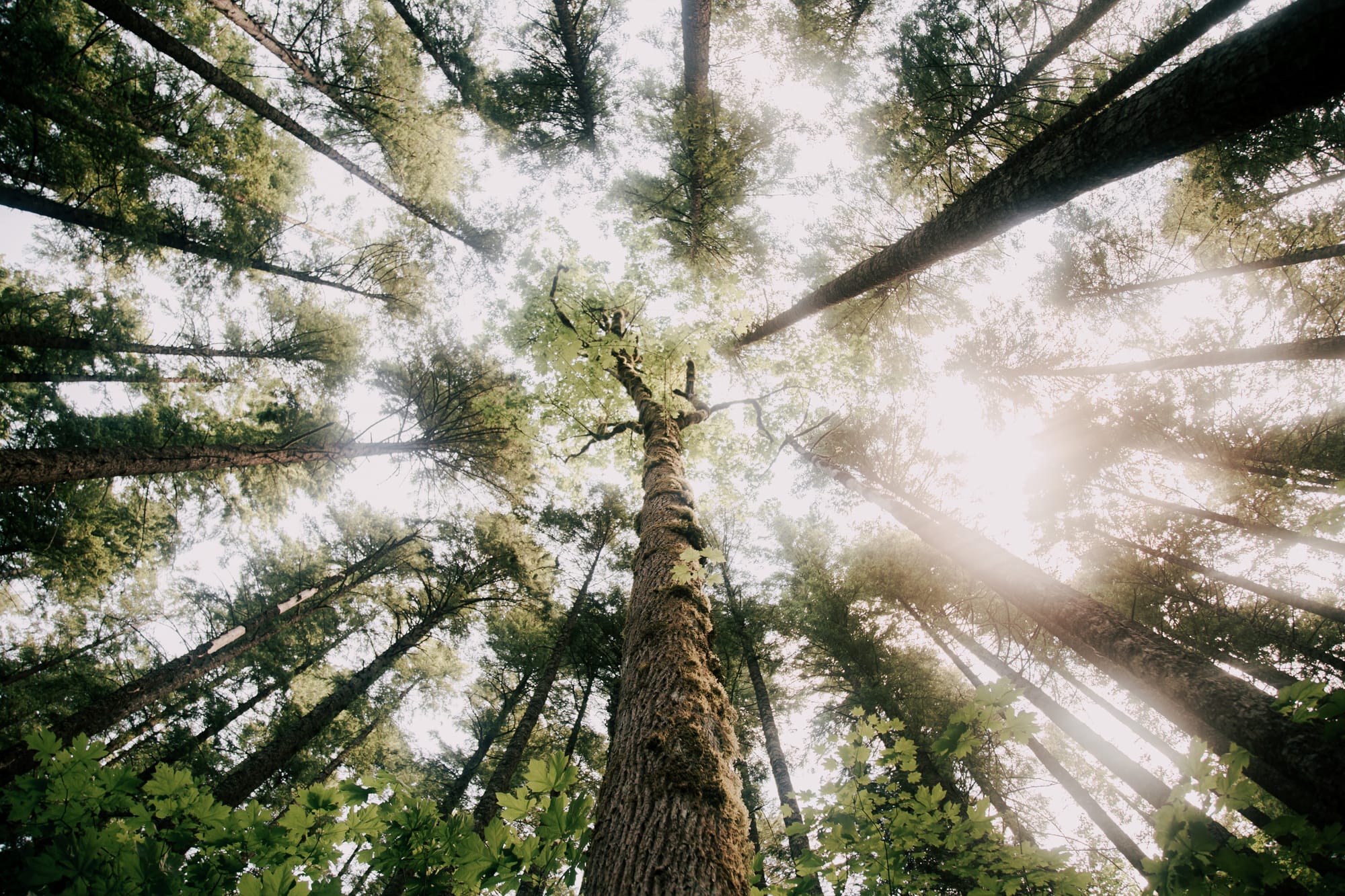 California Environmental Protection: Safeguarding the Golden State's Future