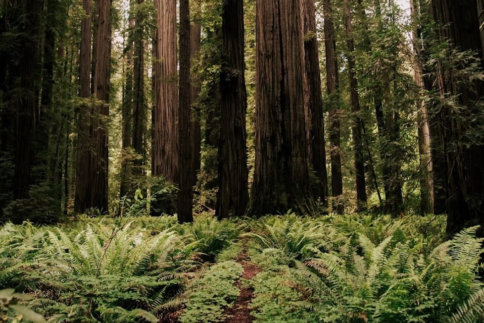 California North Coast: Best IG spots in 2026