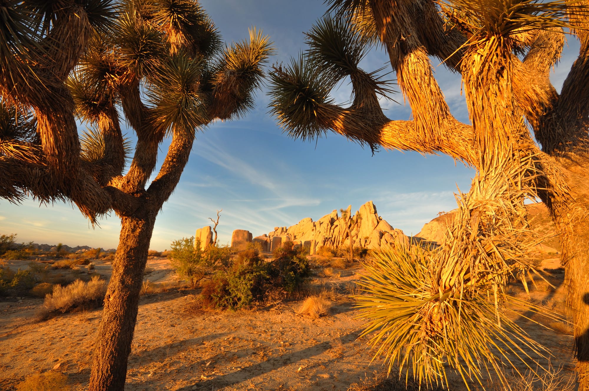 California's first law to protect a species from climate change - Western Joshua Tree Conservation