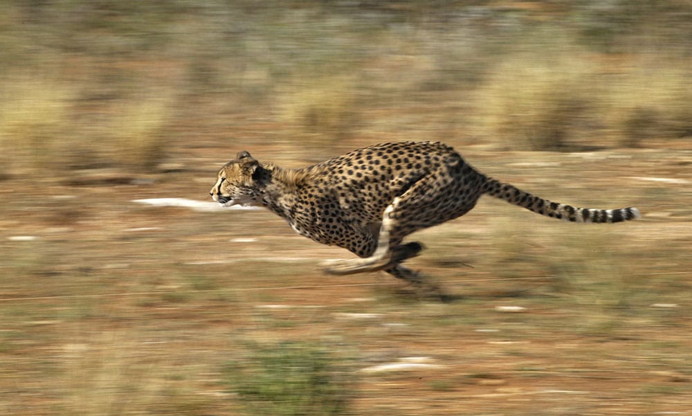 Did the cheetah once live in California—and why is the American pronghorn SO fast?