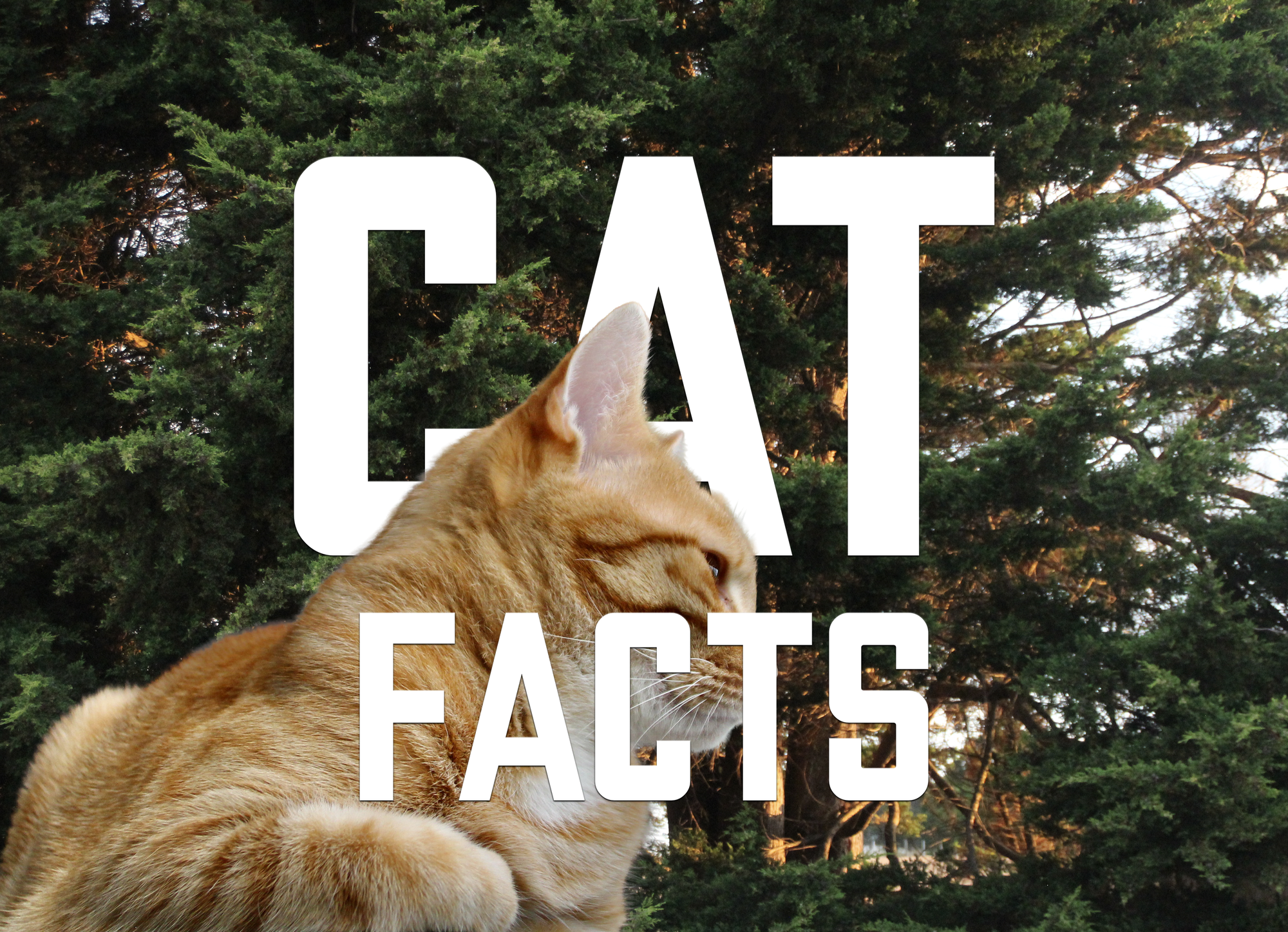 Interesting Cat Facts.