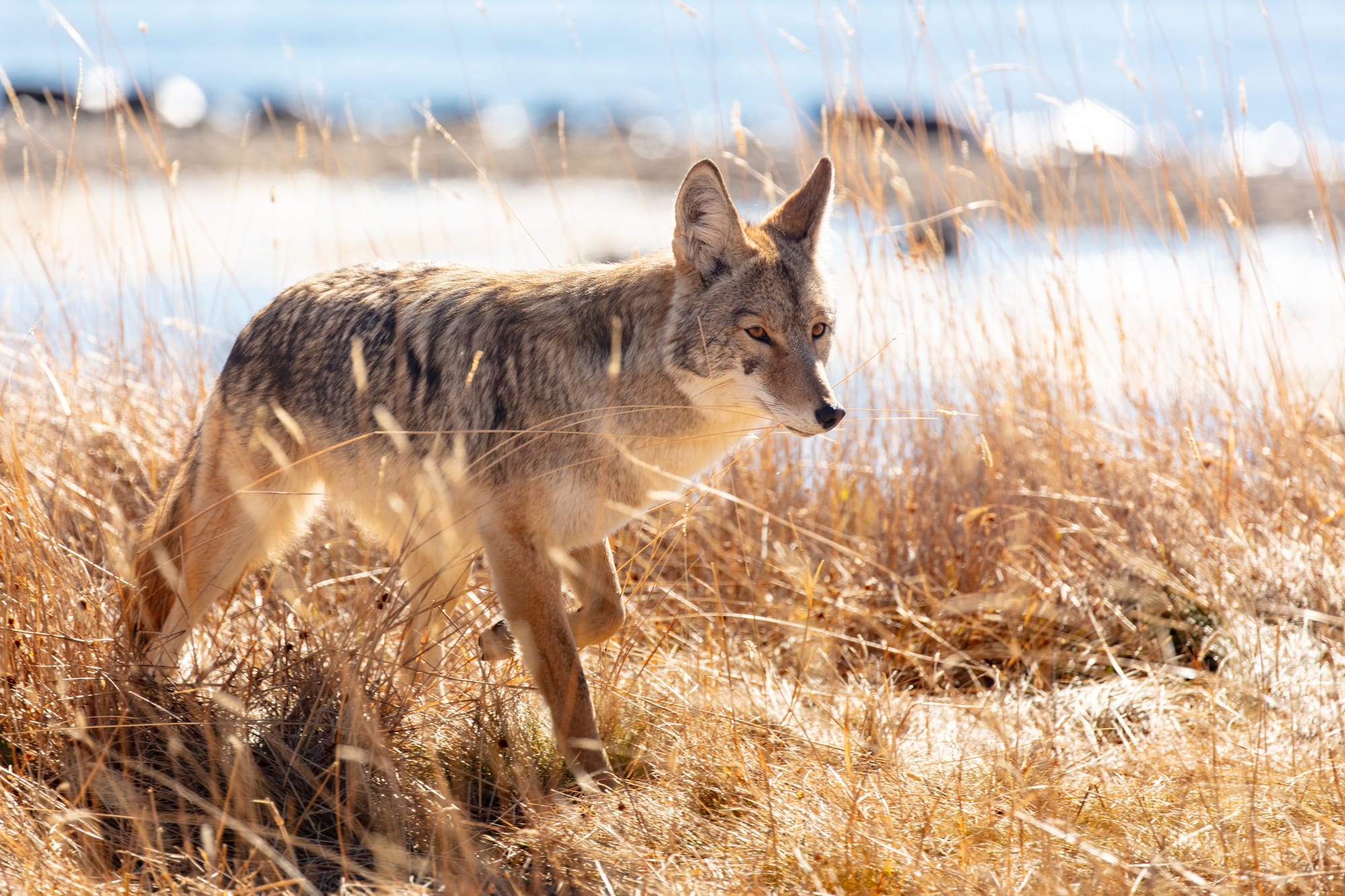 Coyotes in California.