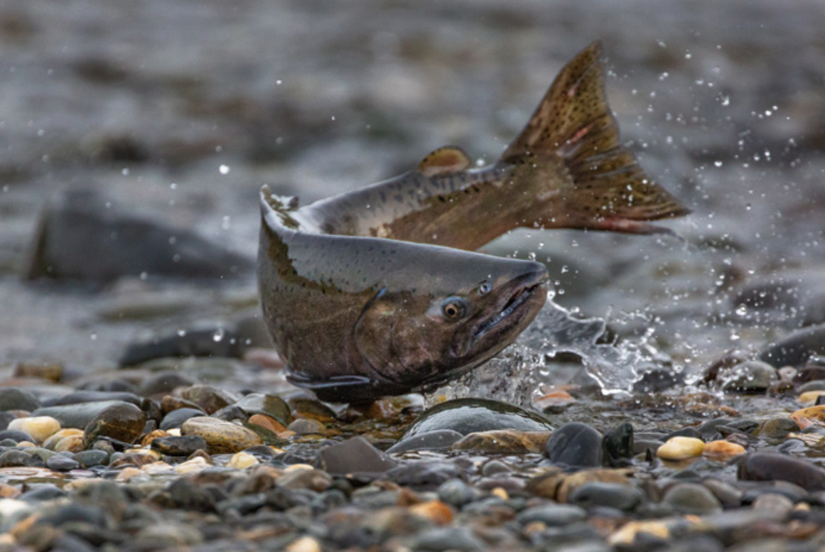 California Salmon Conservation.