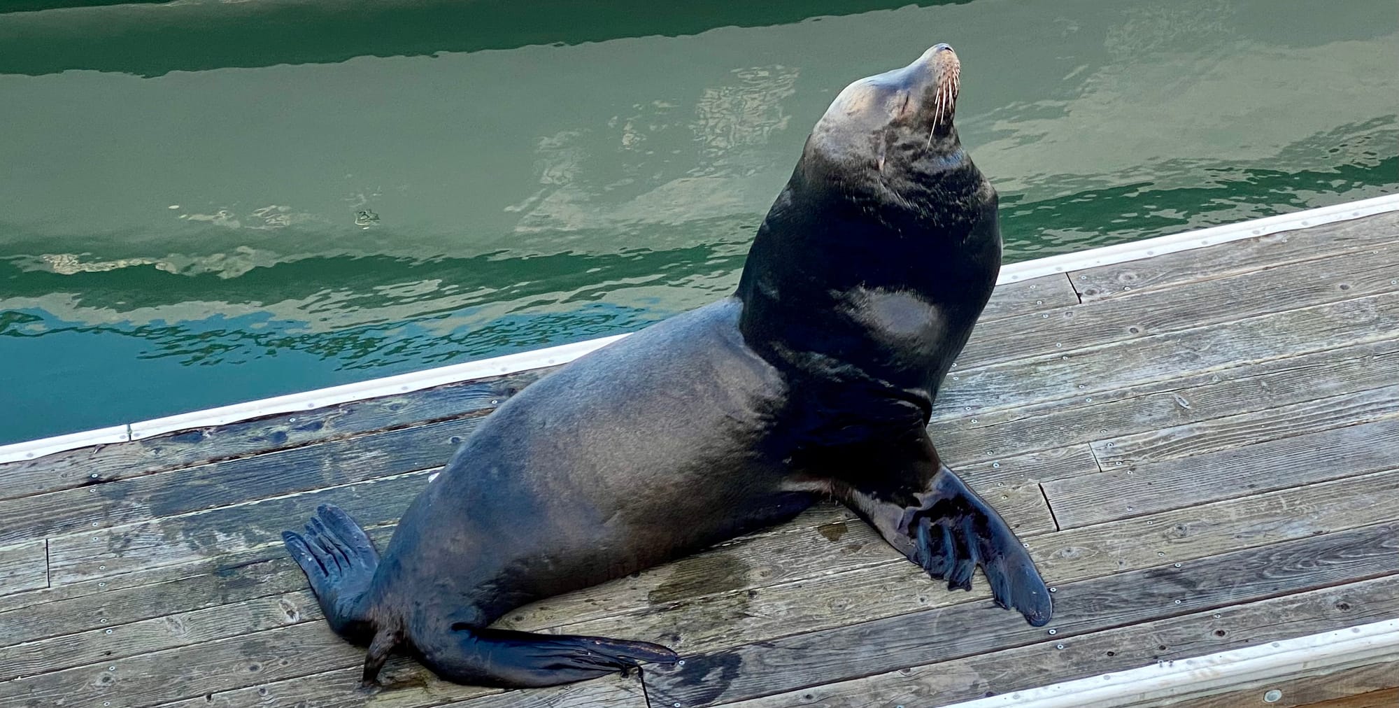 How close can you get? Federal rules for whales, dolphins, seals, otters and turtles (2026)