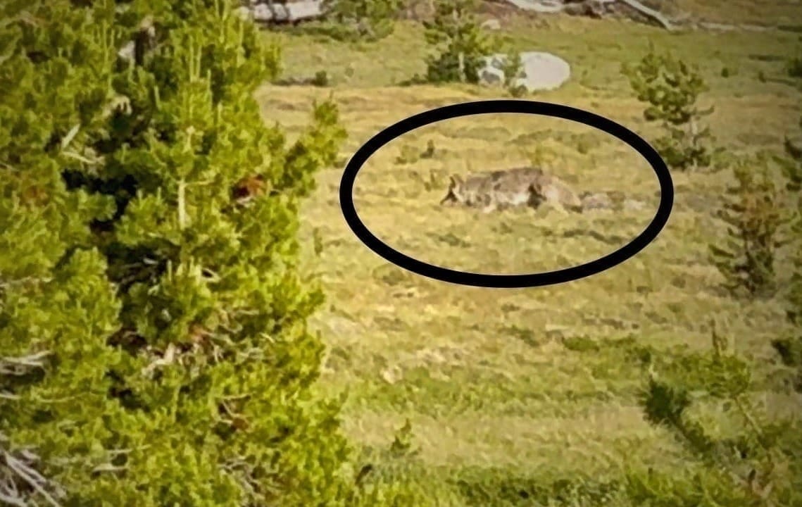 Wolf in Yosemite.