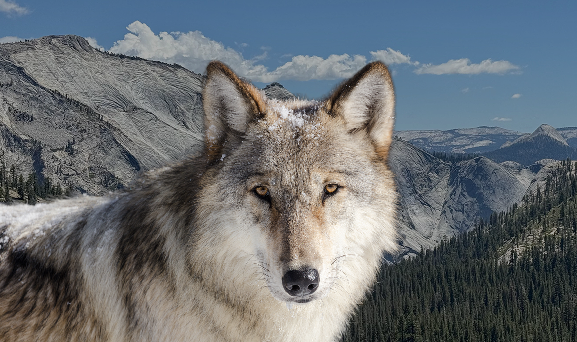 Wolves in Yosemite.