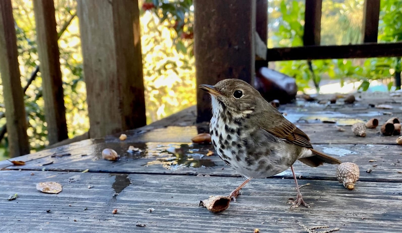 Brian's Birds: Introducing the California Catalog
