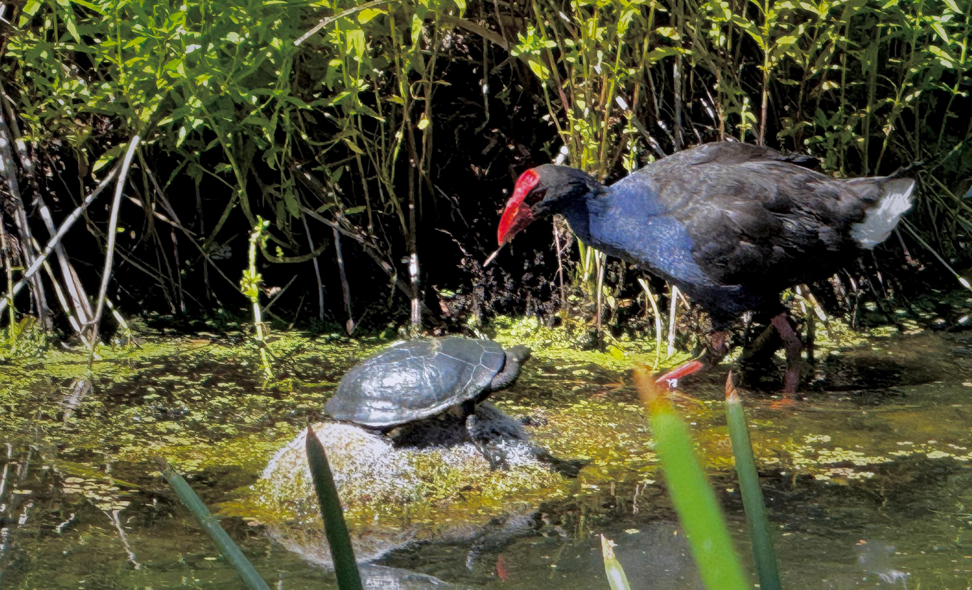 Bin Chicken Species.