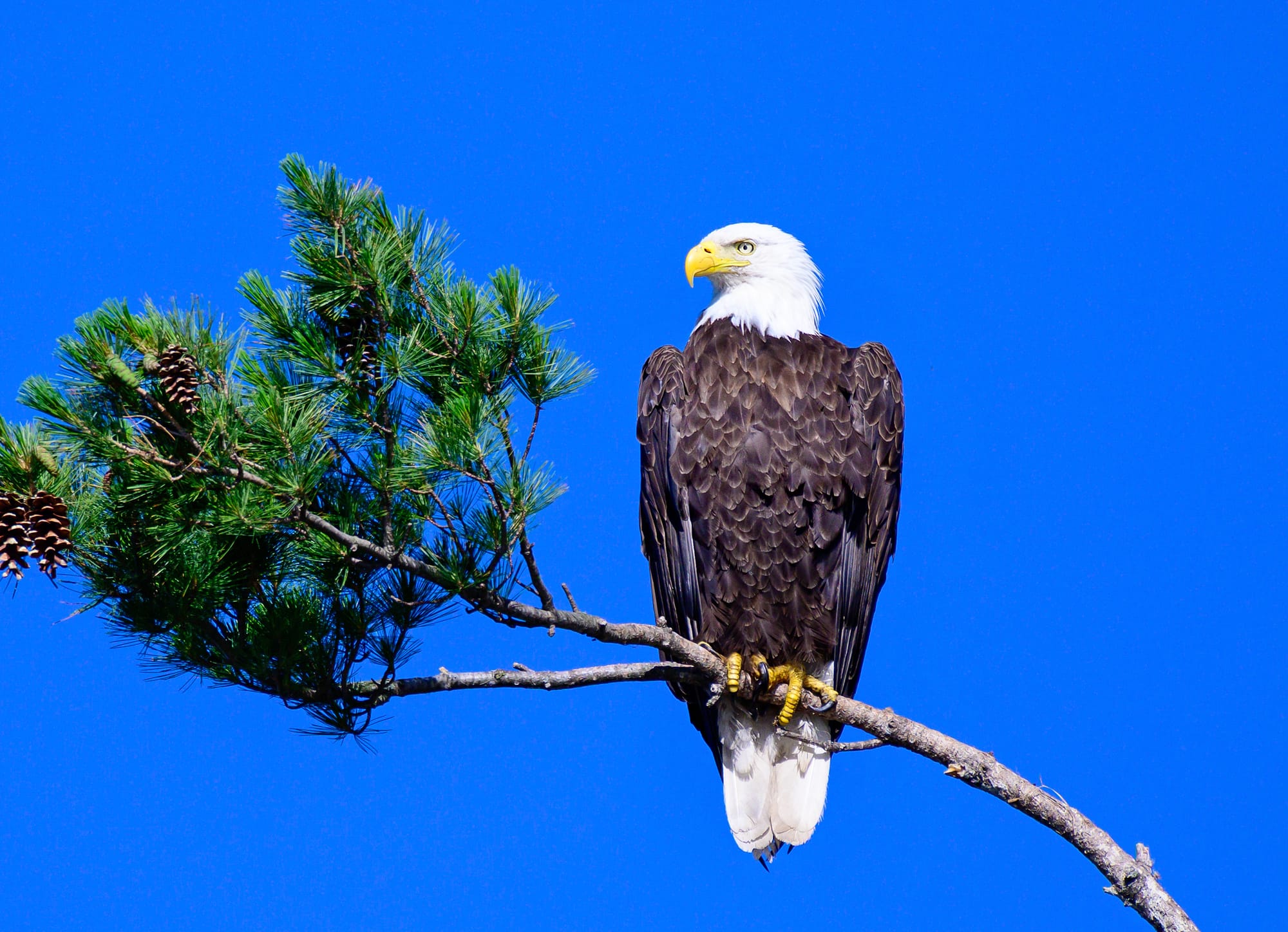  Bald Eagle perched in a pine.