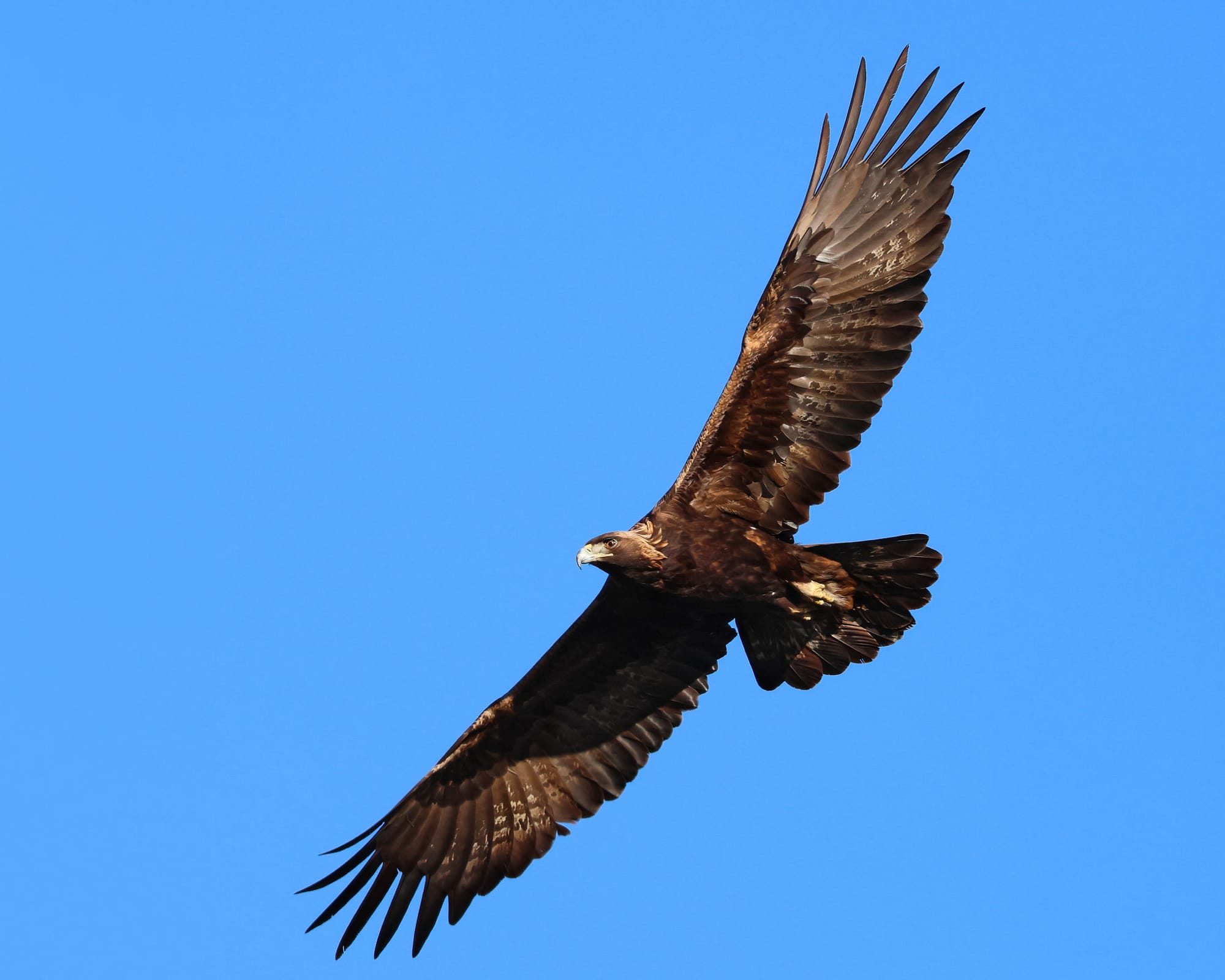 Golden Eagle soaring over California.