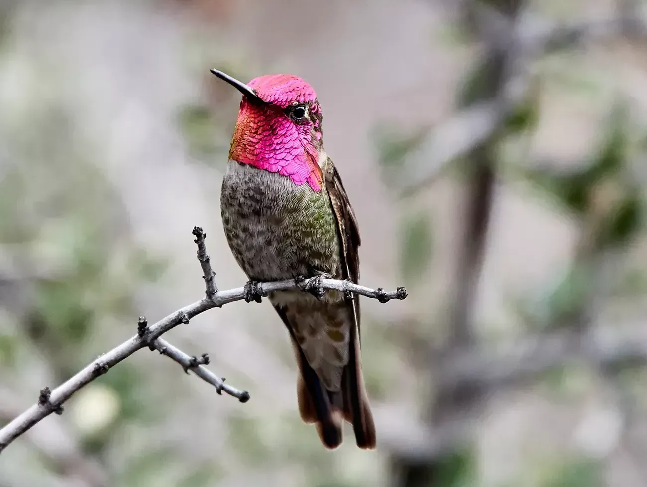 Anna's Hummingbird male with a rose-pink throat perched on a twig.