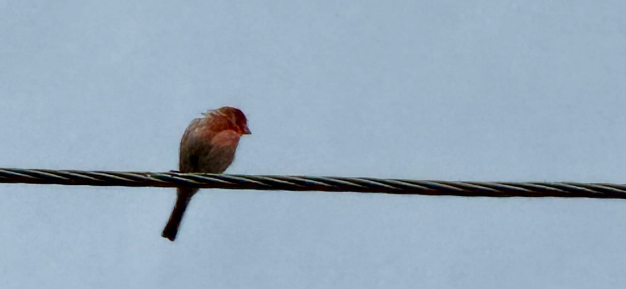 House Finch in California shown by a red male perched on a branch.