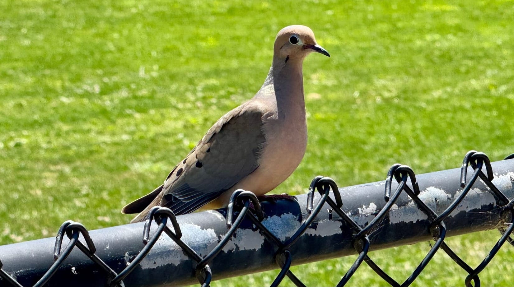 Mourning Dove in California perched on a fence.