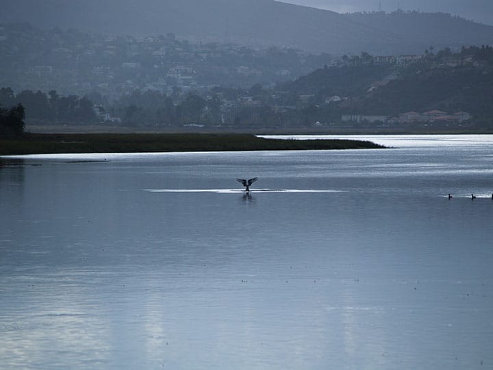 Osprey carrying a fish over a California lake.