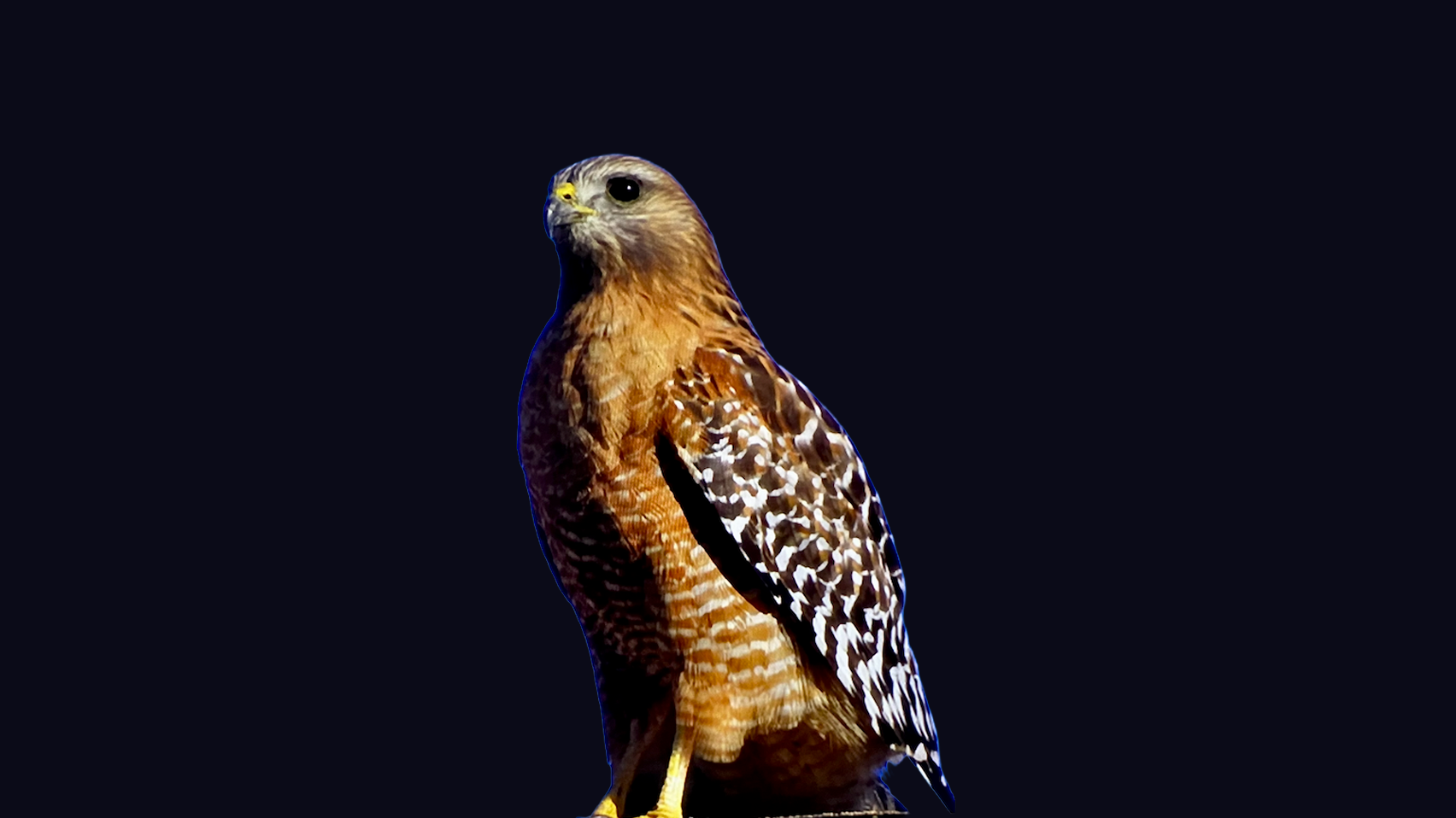 Red-shouldered Hawks in California.