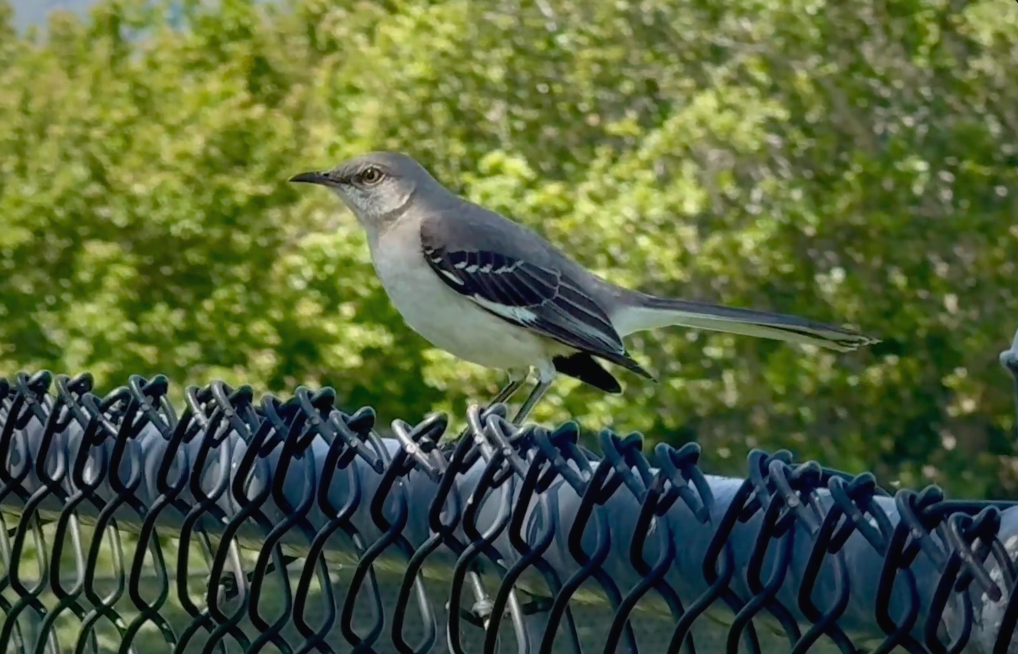 Northern Mockingbird singing from the top of a shrub.