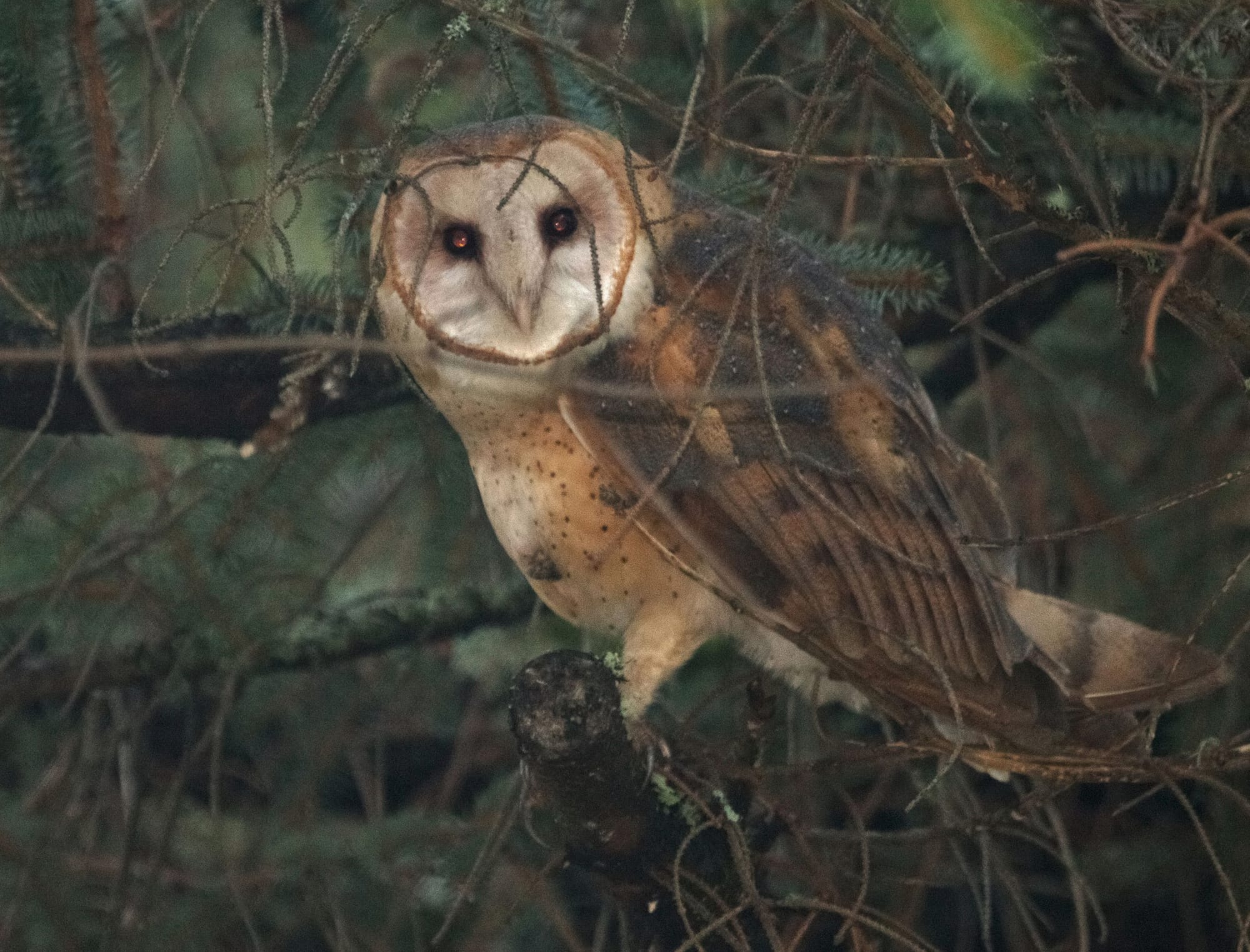 American Barn Owl.