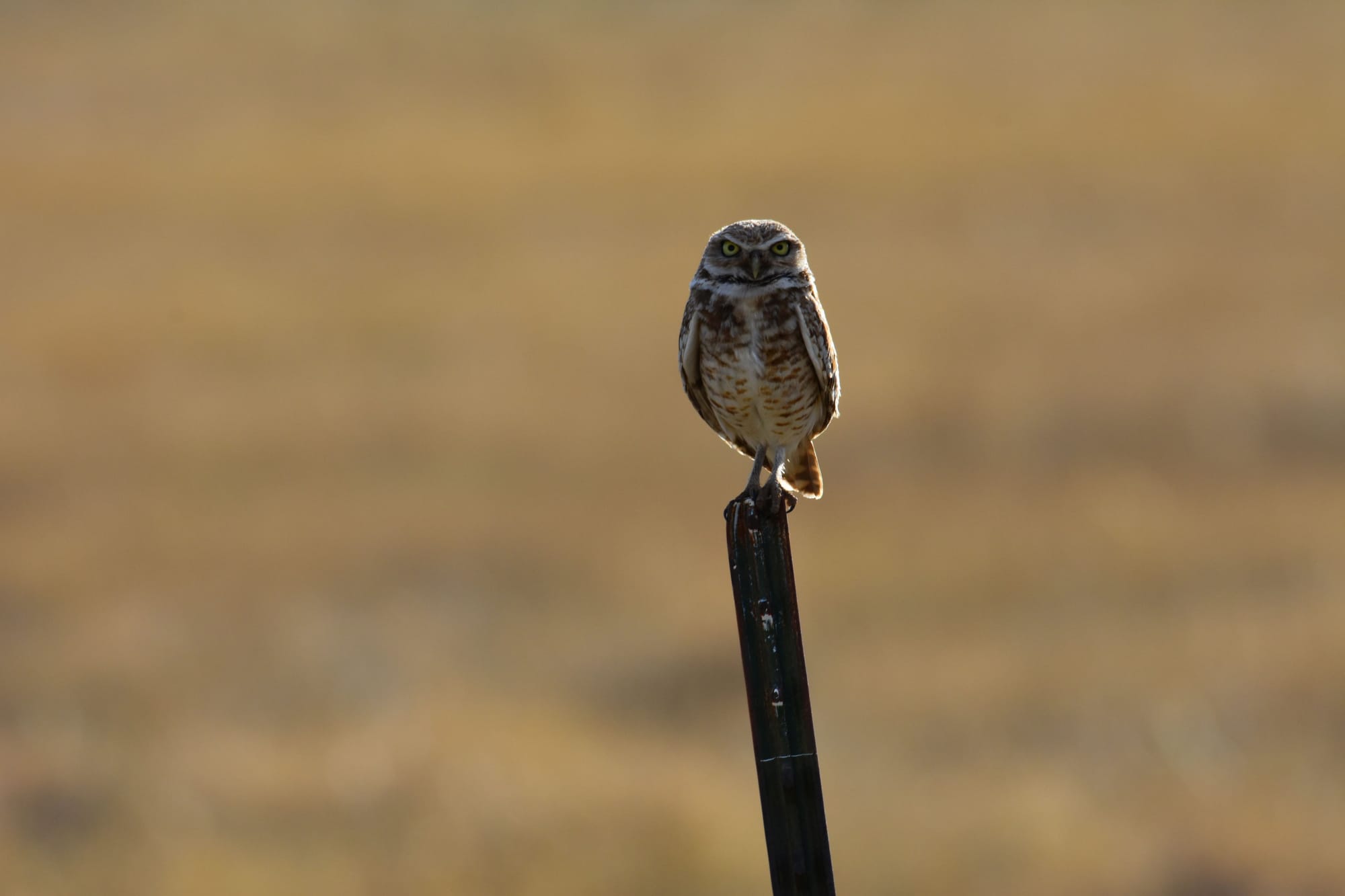 Burrowing Owl standing at the entrance of its burrow.