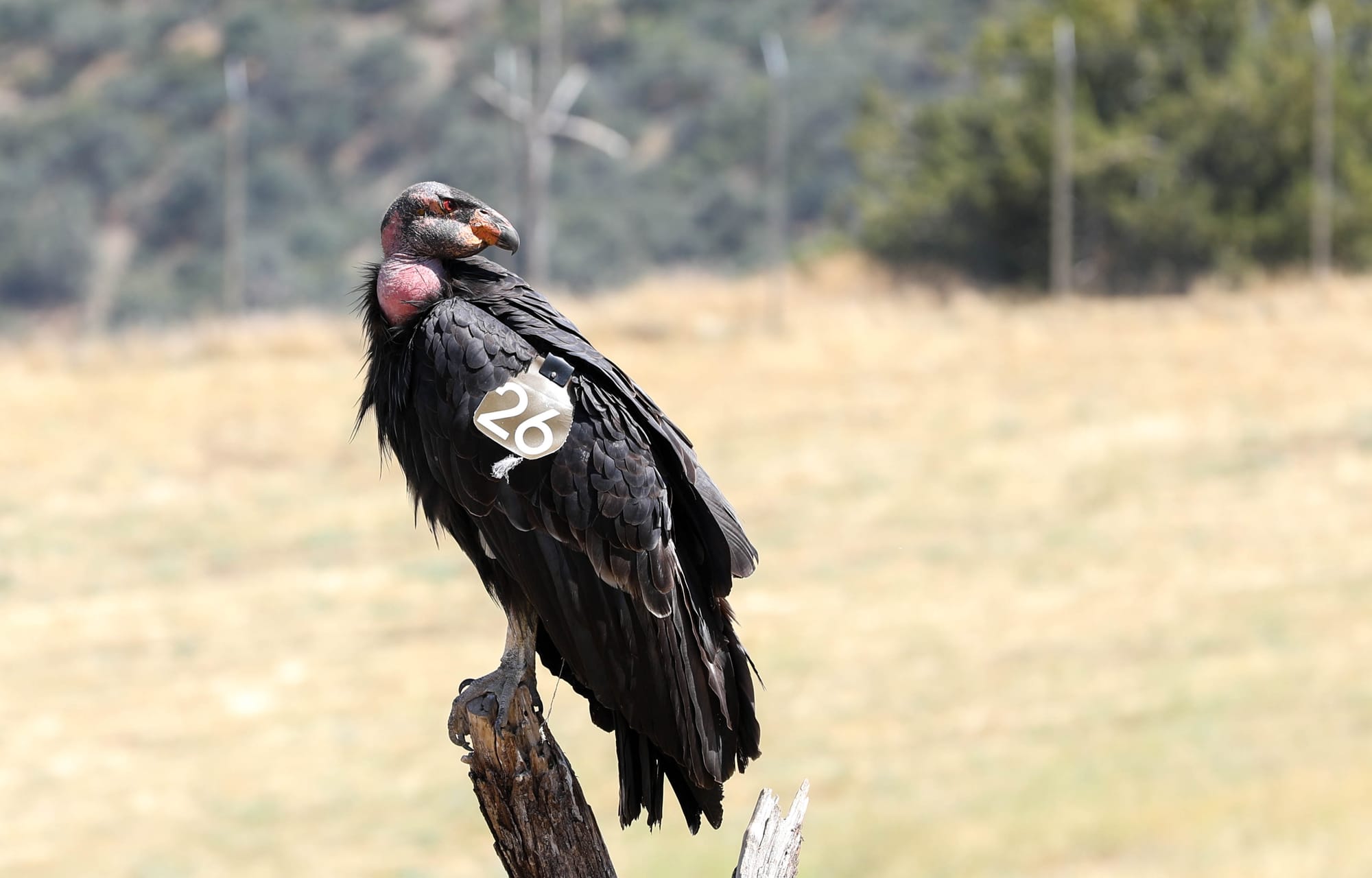 California Condor soaring with white underwing patches showing.