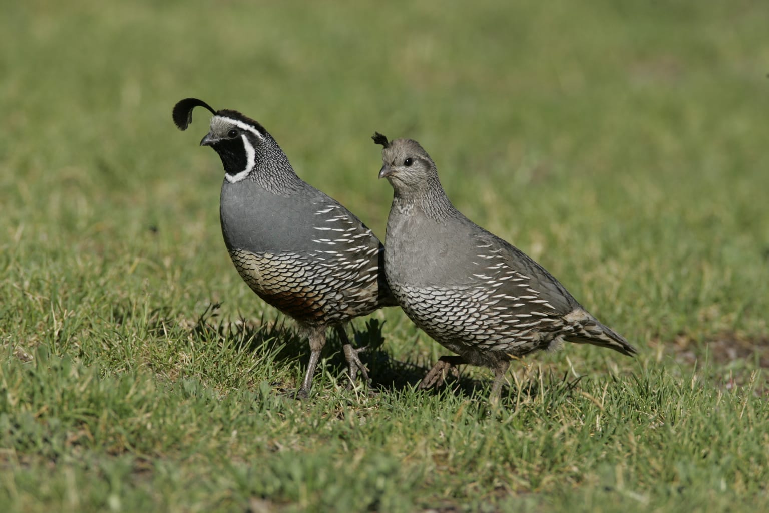 Master Guide to Birds in California.