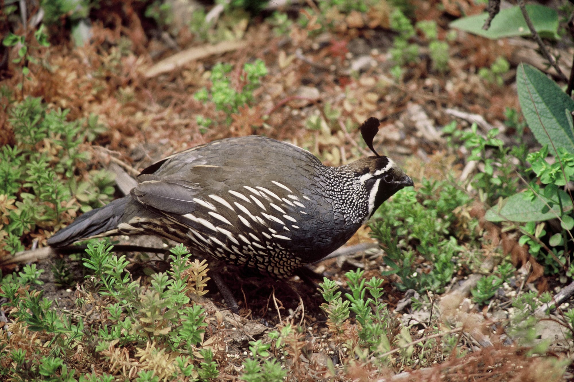California state bird: A guide to the California quail, its calls, coveys and habitat