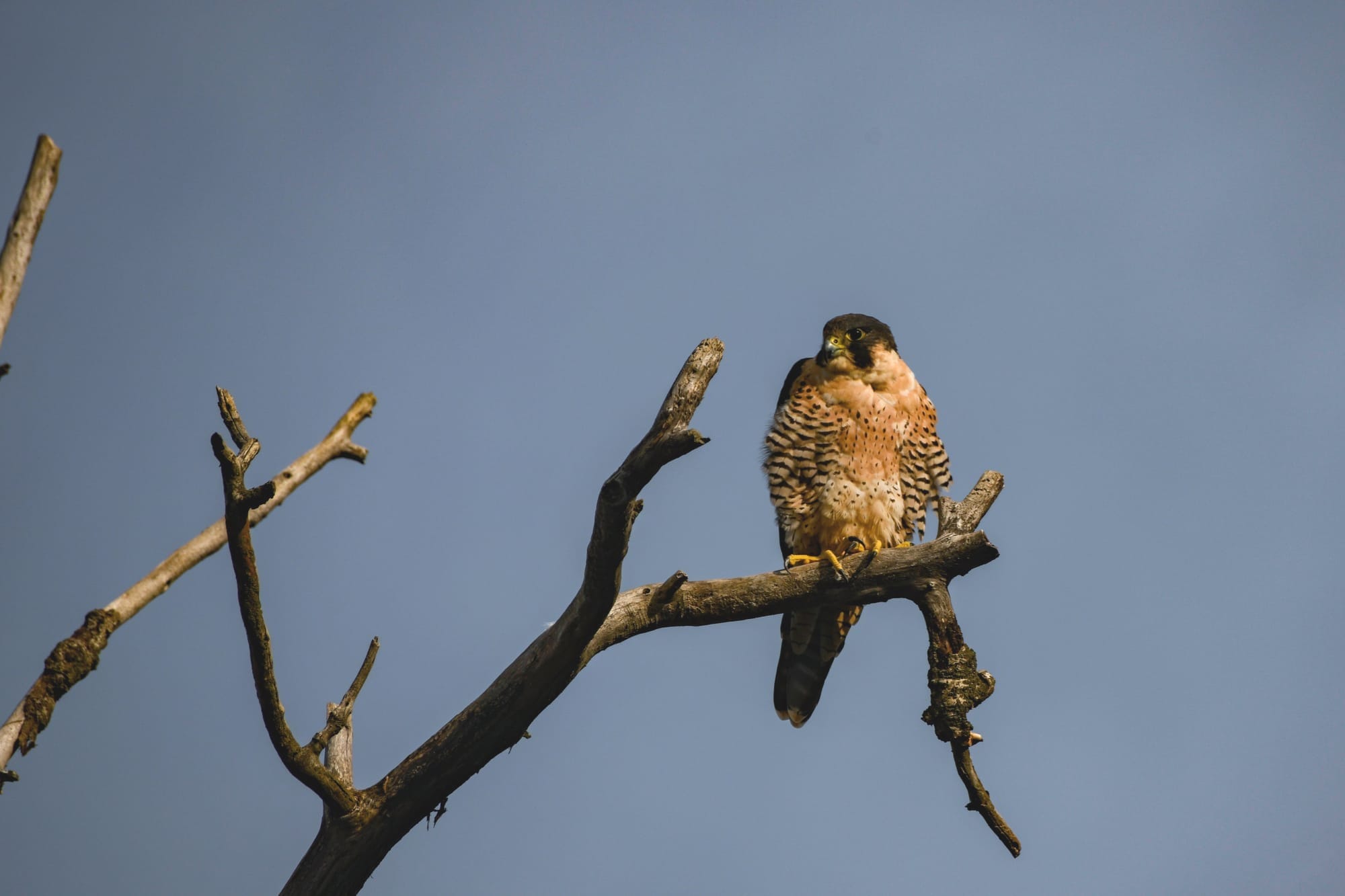 Peregrine Falcons in California..