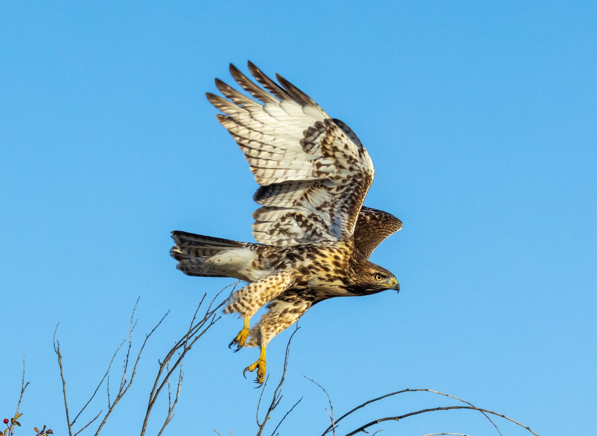Red-tailed Hawks in California shown by an adult perched on a fence post.