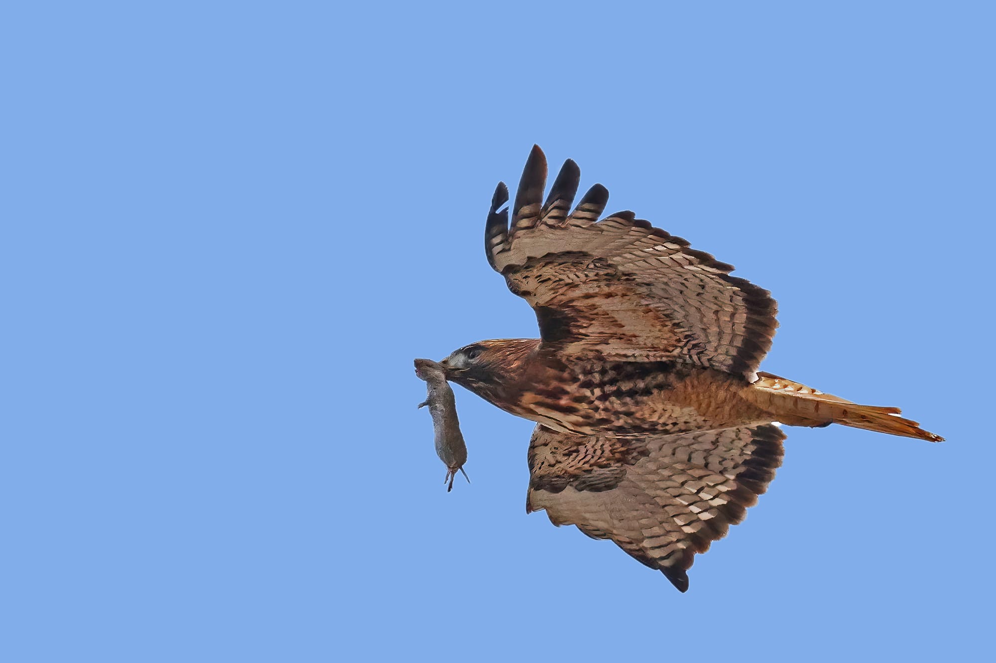 Birds of Prey in California shown by a red-tailed hawk perched in October 2026.