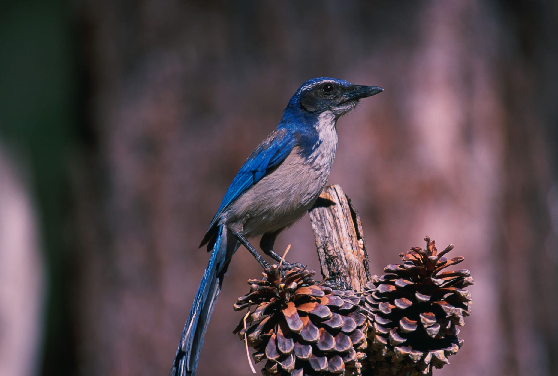 California Scrub-Jay perched on an oak branch.