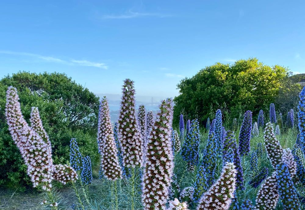One of San Francisco's most photogenic wildflowers is also an invasive species post image