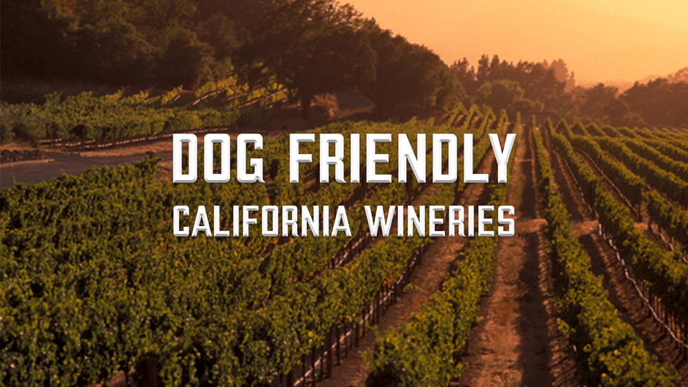 Dog-friendly California wineries: Explore 85+ options for 2026 post image