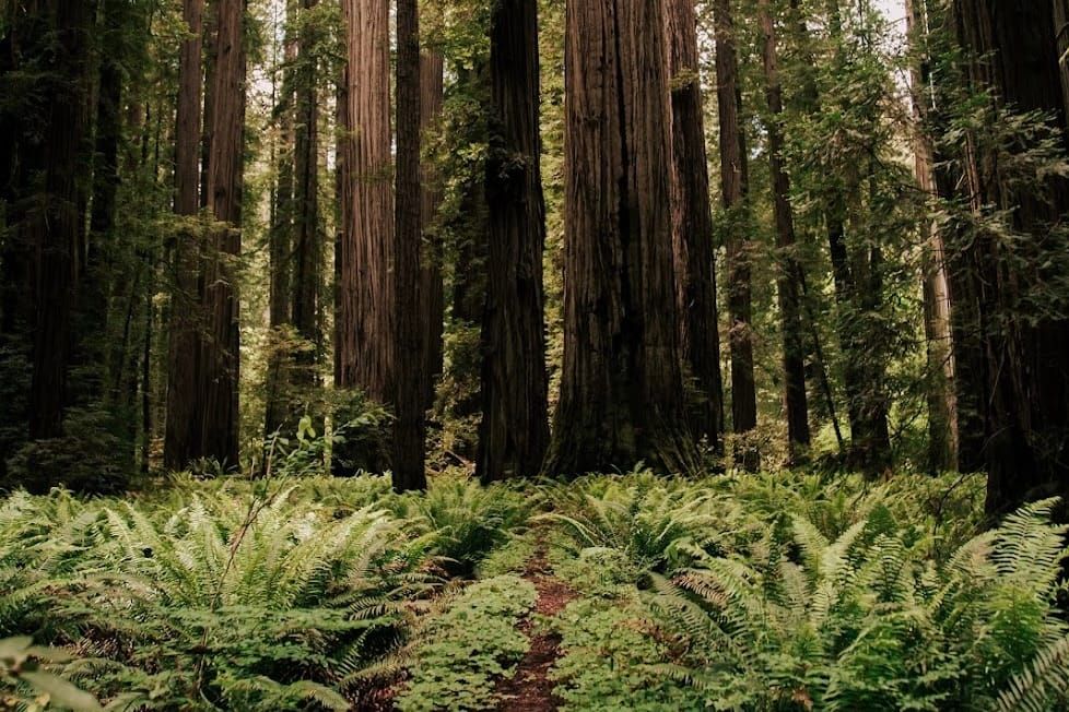 California North Coast: Best IG spots in 2026 post image