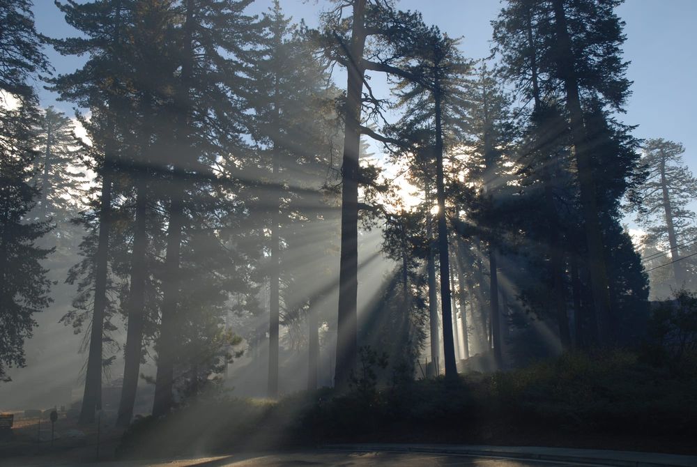 Dogs are allowed in Redwood National Park—under these conditions post image