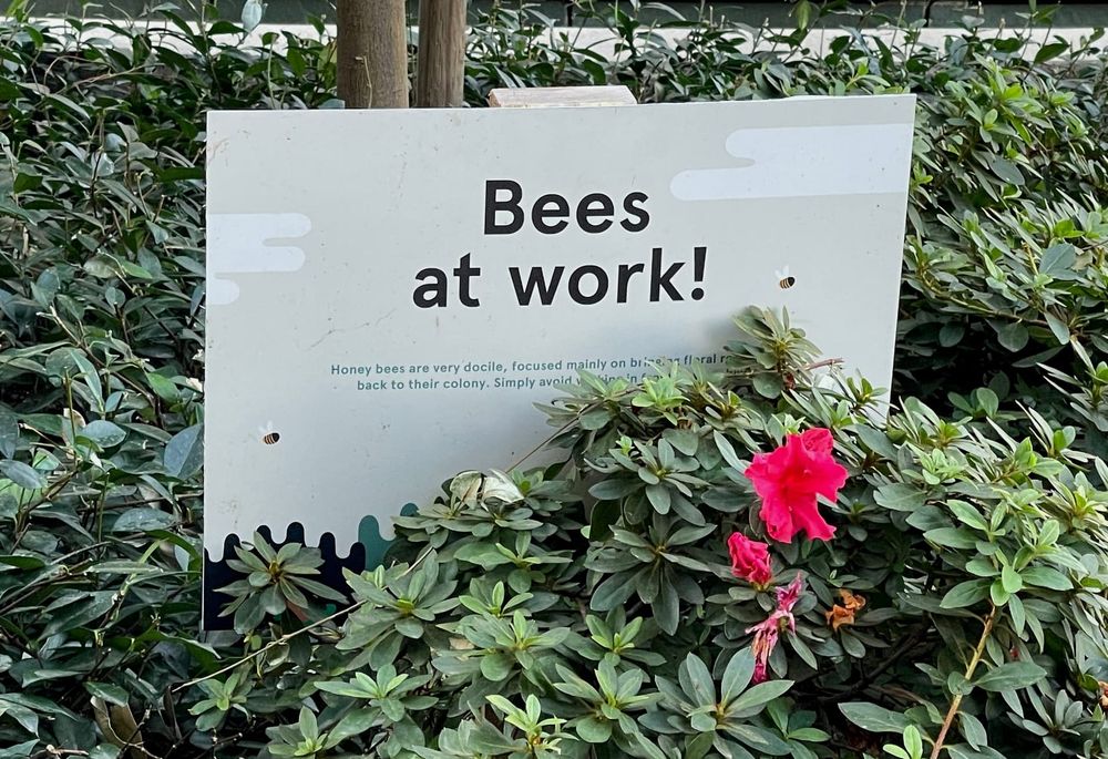 California bee protection laws: Complete guide (2025) post image