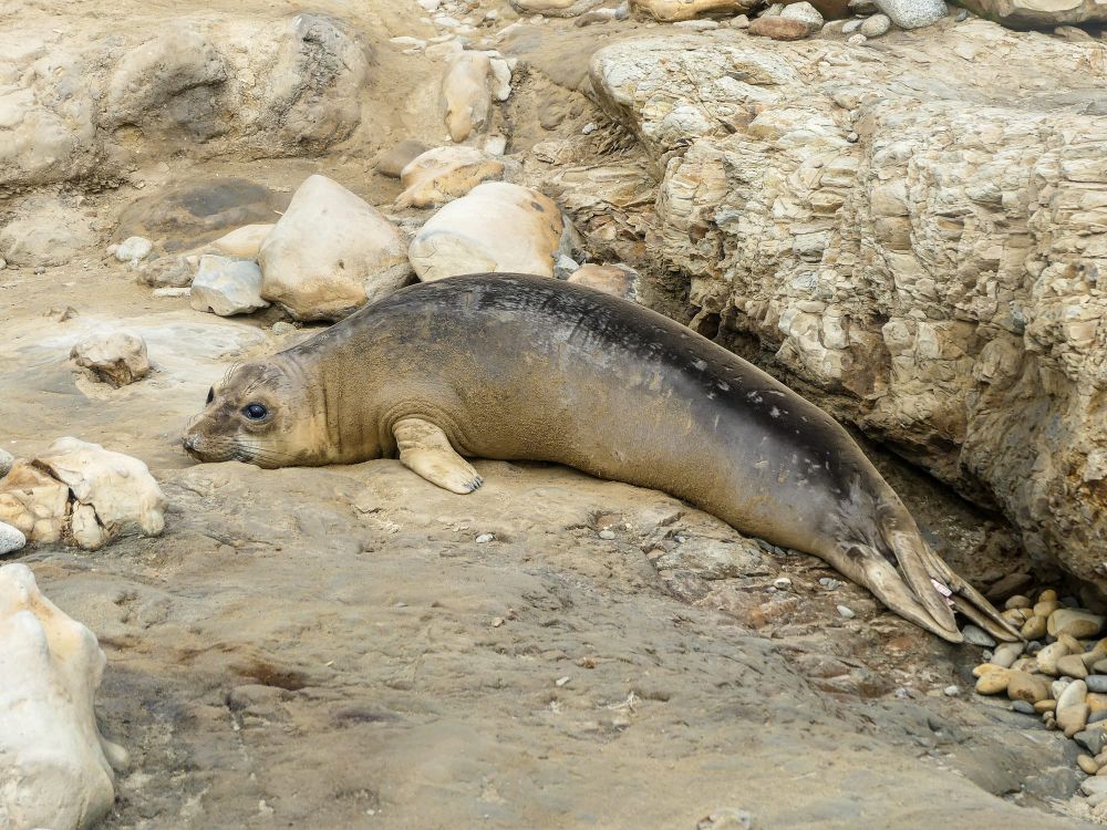 Elephant seal guided walks return to Año Nuevo State Park for 2025–2026 season post image
