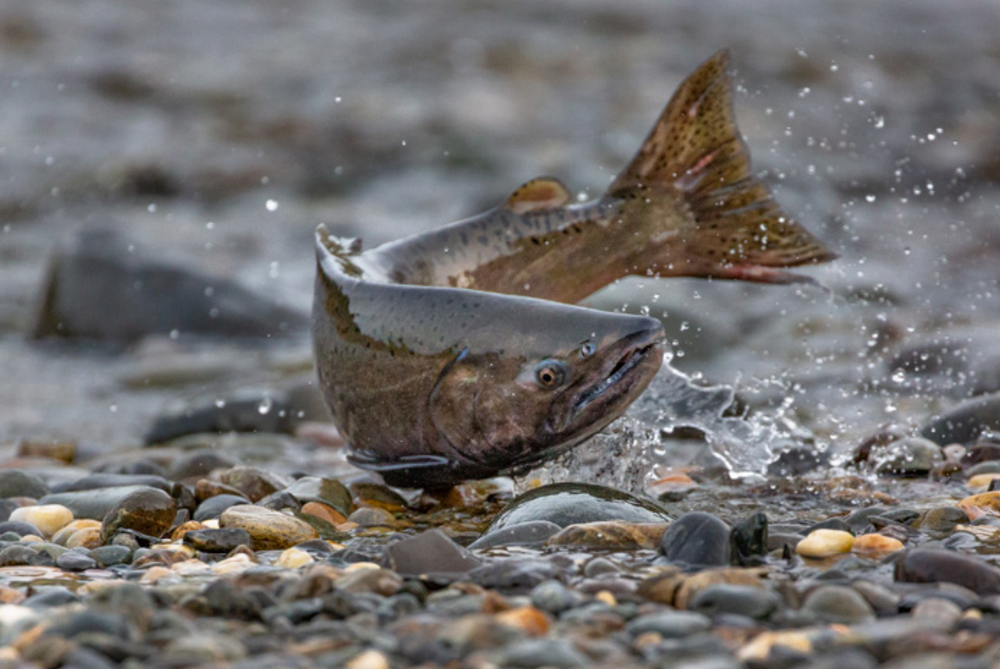 What is "California’s Salmon Strategy for a Hotter, Drier Future", and how's it going? post image