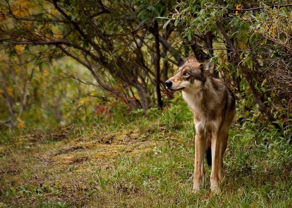 California wolf packs jump from nine to 12 in one quarter; CDFW confirms fastest growth on record post image