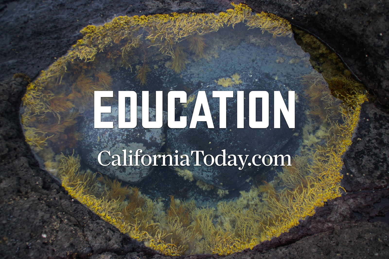 California Education post image