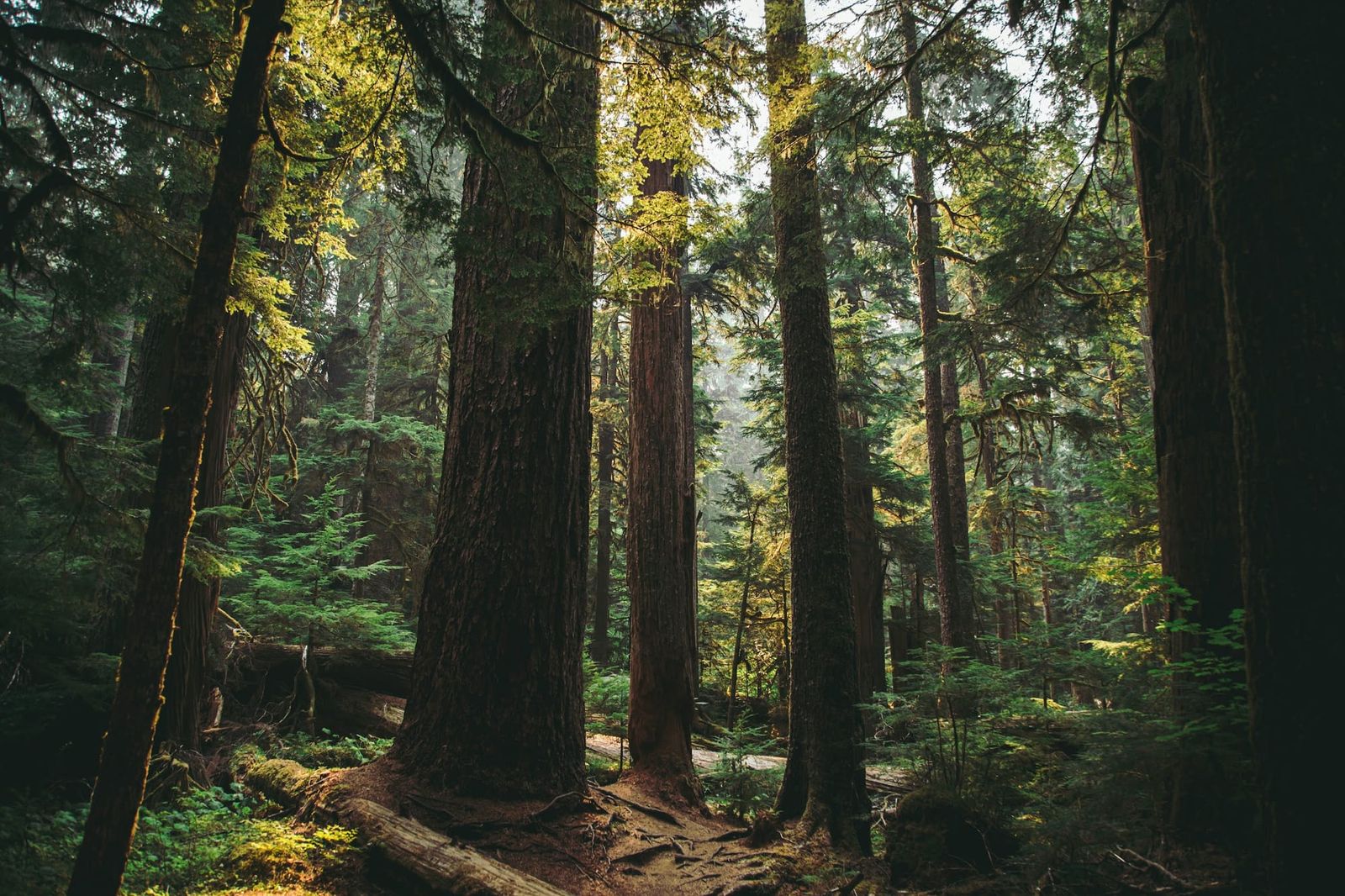 Native Plants in California post image