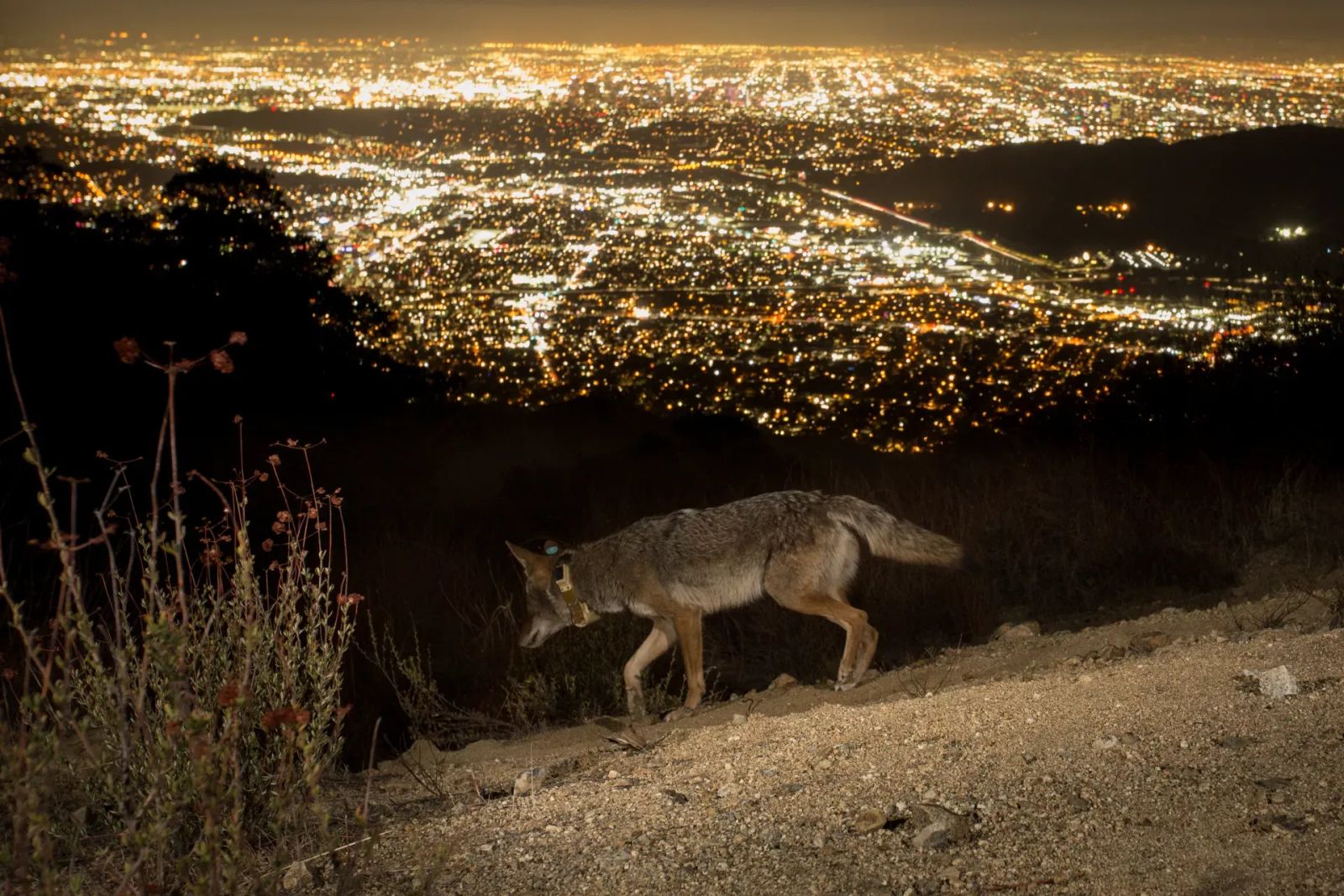 Human–Coyote Conflicts & Safety in California post image