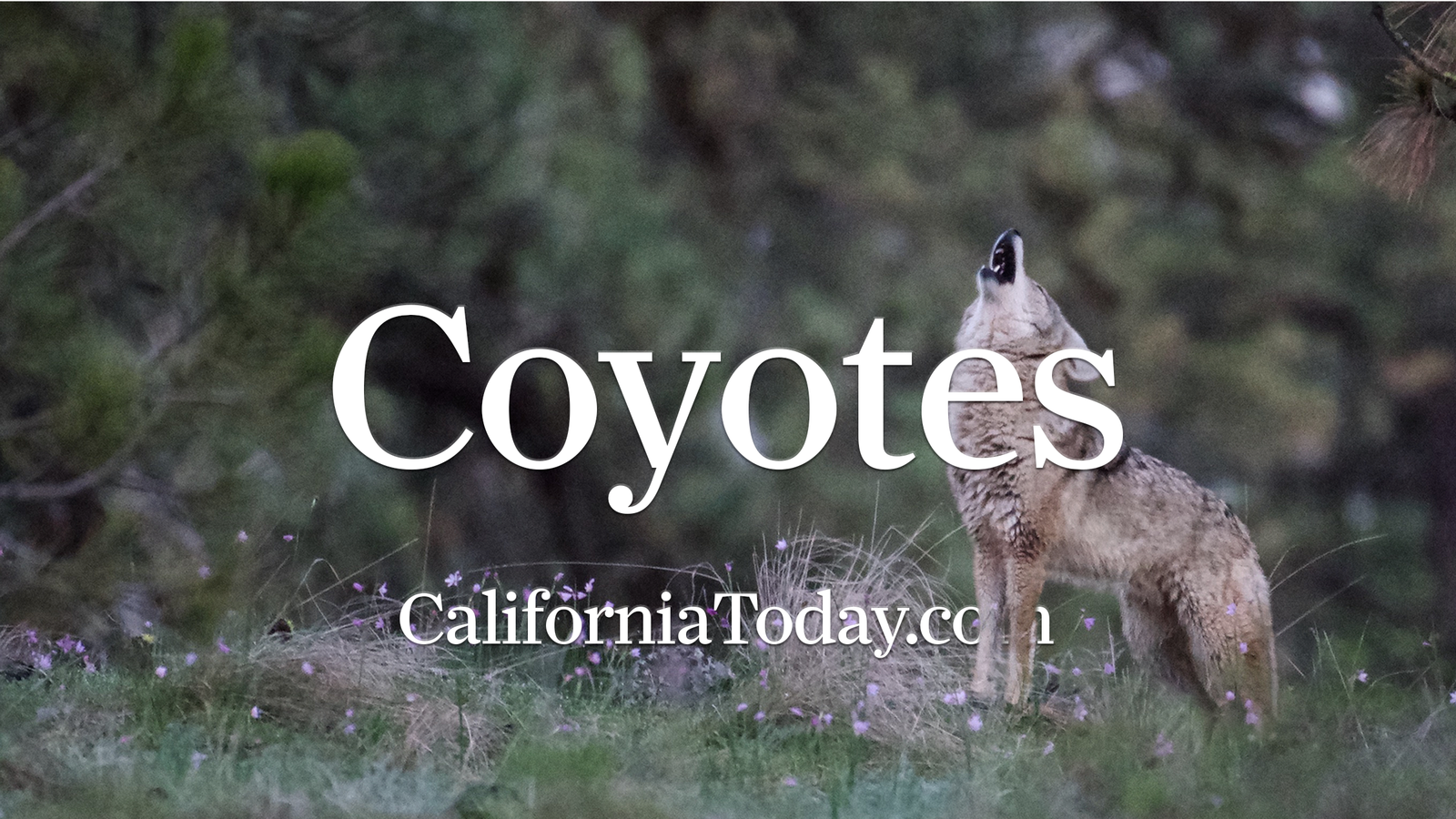 Coyotes in California: Ecology, Behavior, and Coexistence post image